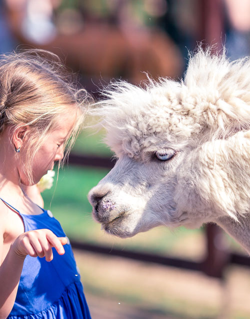 farm-entertainment-doveton-show farm animal entertainment at the Doveton Show